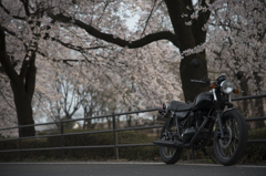 桜をもとめて