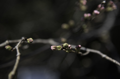 春日和