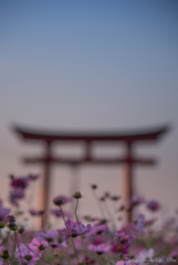 秋桜の咲く中で