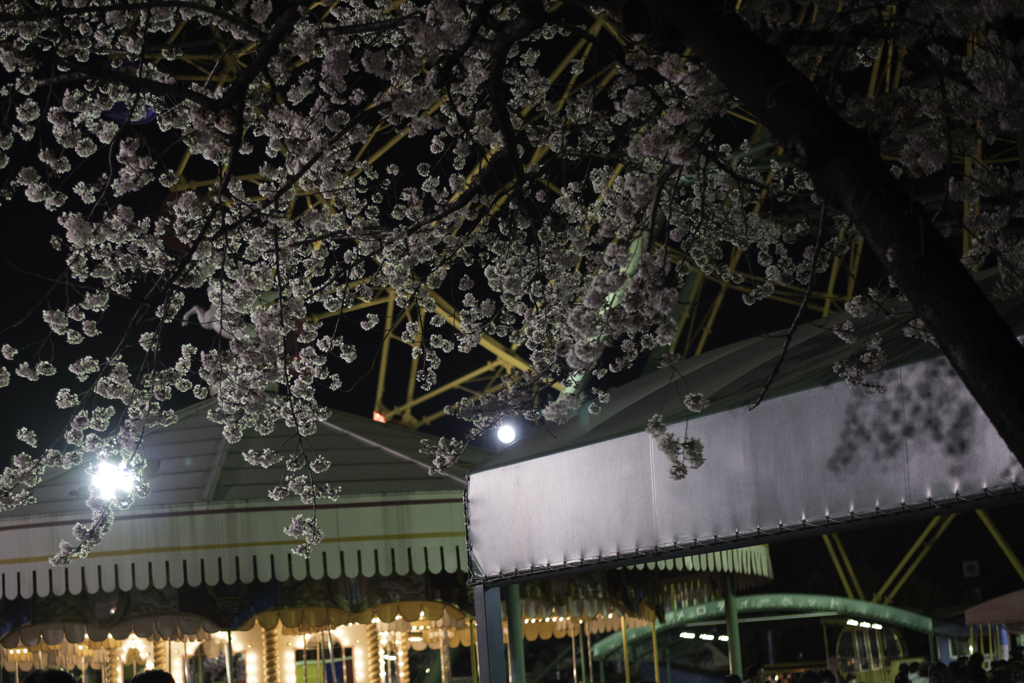 桜をもとめて
