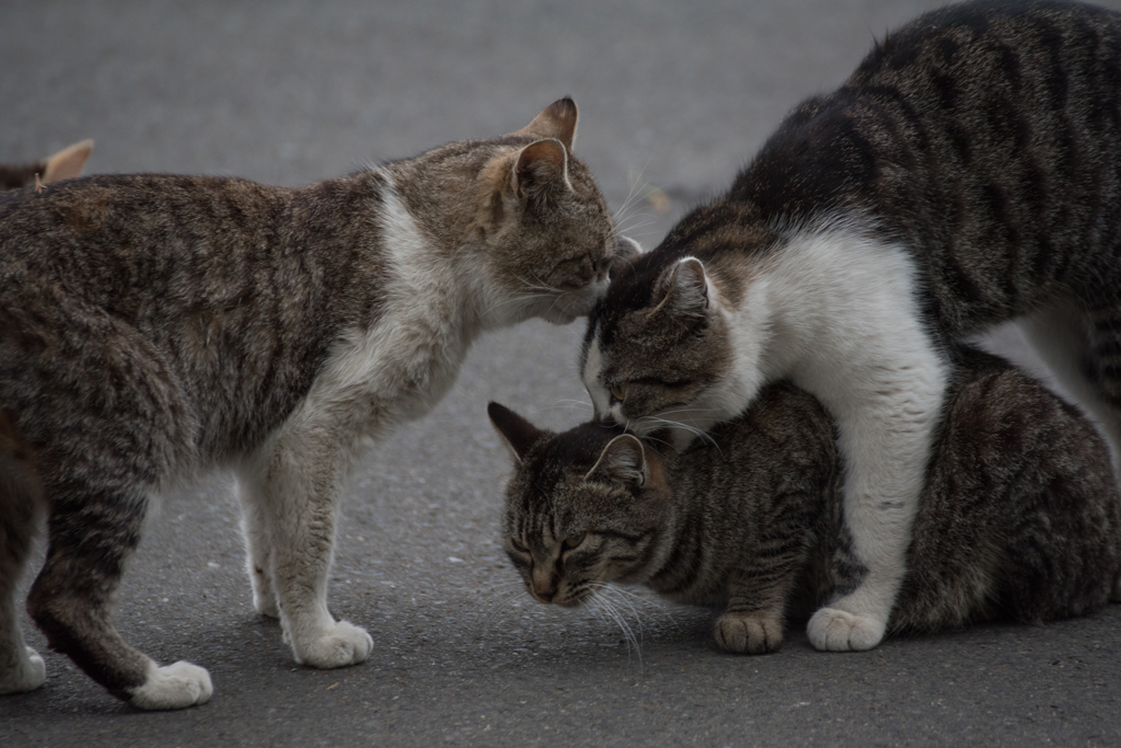 猫 (19 - 32)