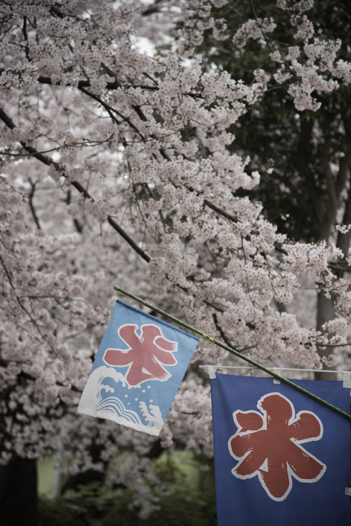 桜を求めて