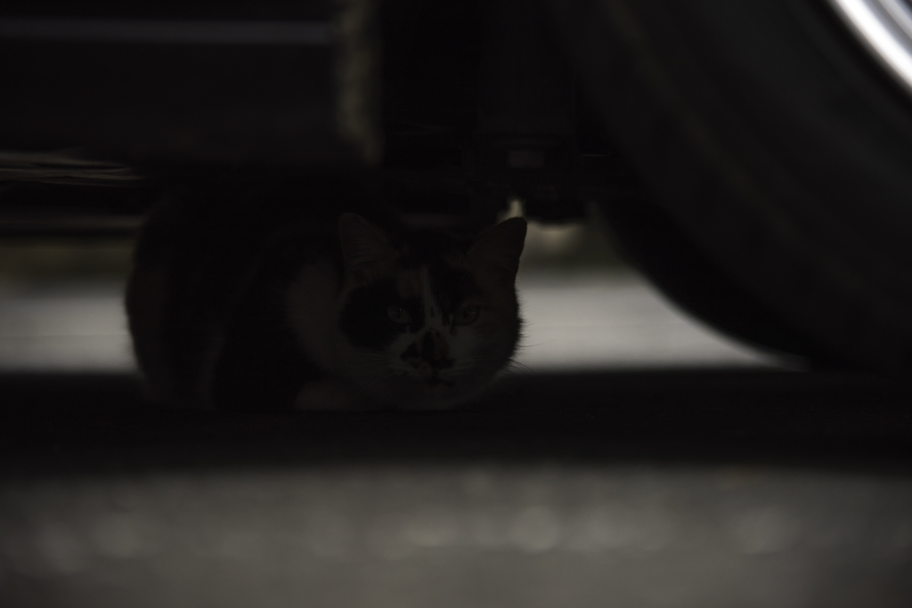 桜とアクセラと猫