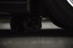 桜とアクセラと猫
