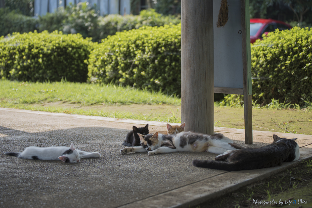 夏の朝の風の通り道