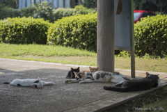 夏の朝の風の通り道