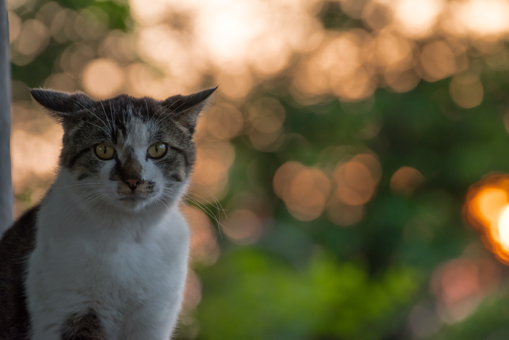 公園と猫