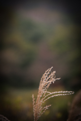 紅葉までもう少し。