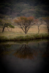 紅葉までもう少し。