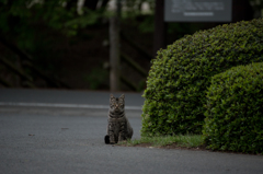 猫 (1 - 32)