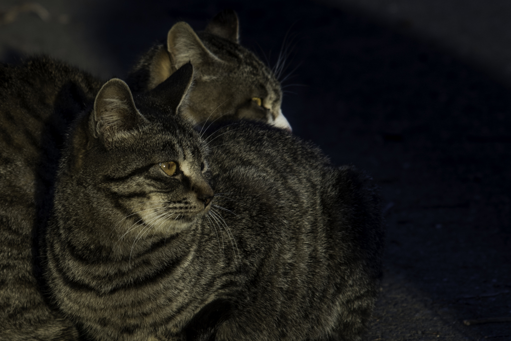猫