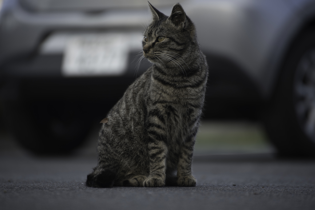 春の陽気と猫