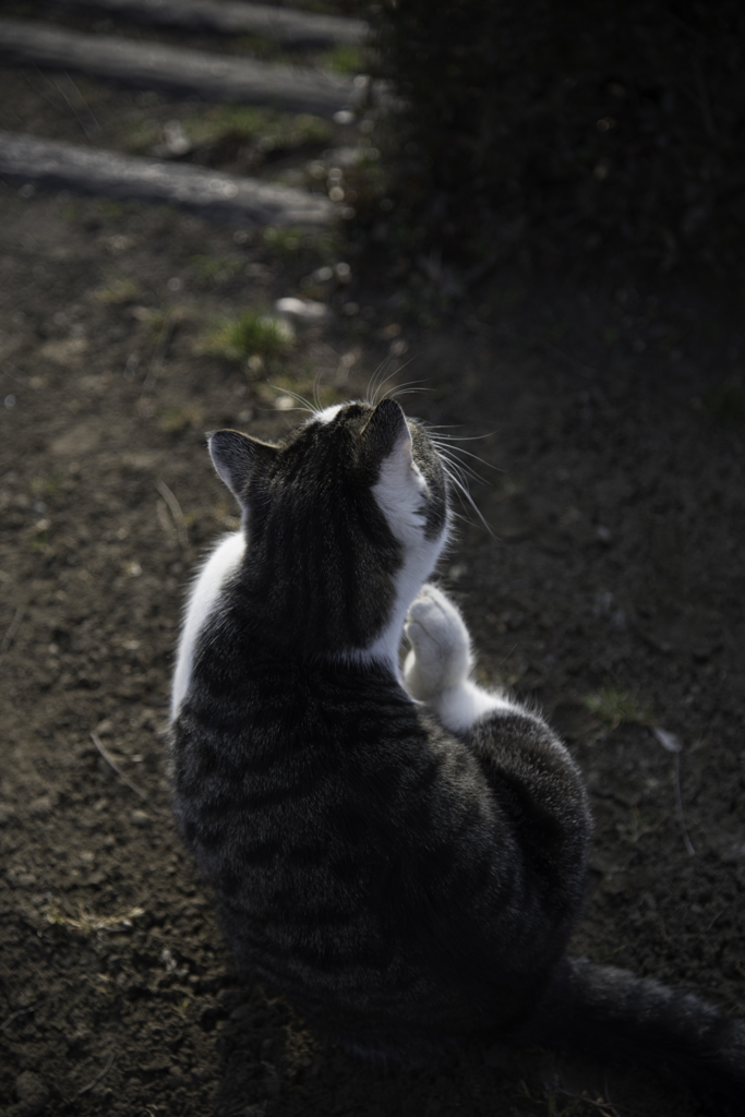 猫