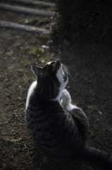 猫