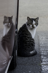 猫