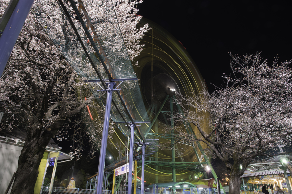 桜