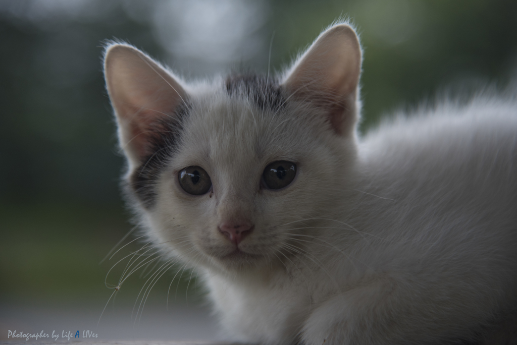 New Life