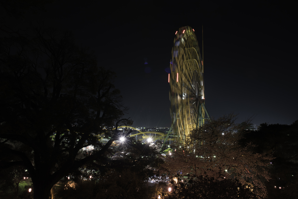夜桜