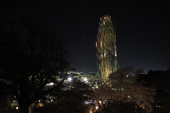 夜桜