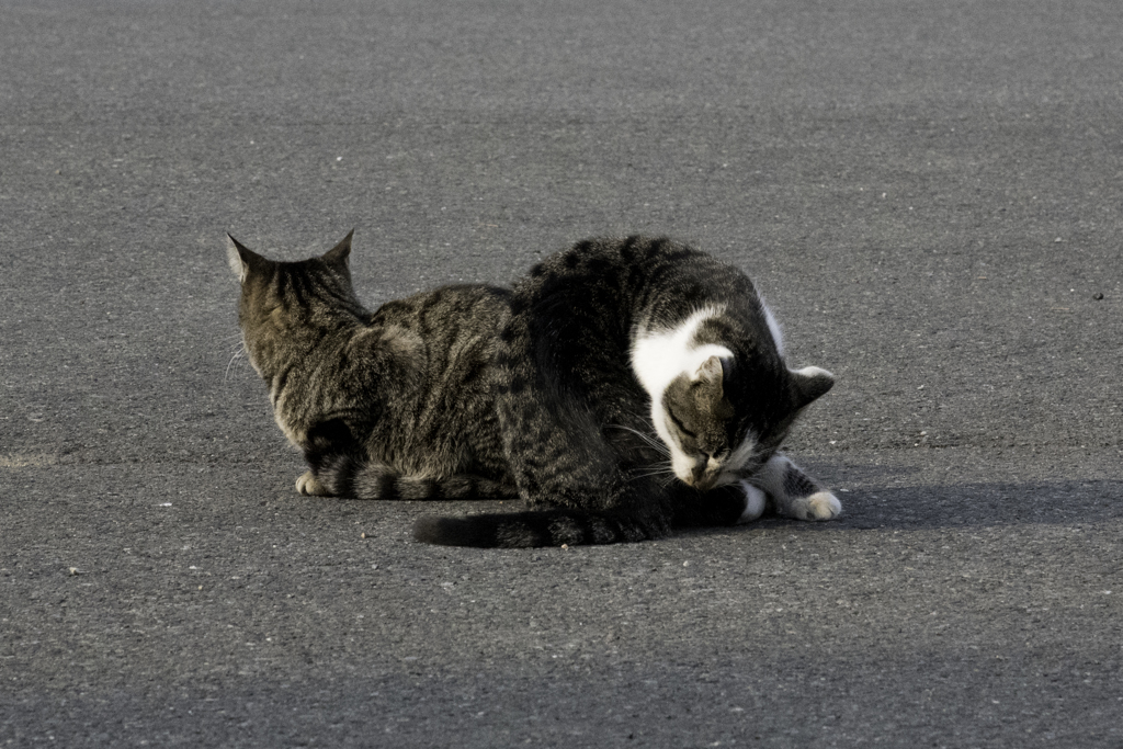 猫