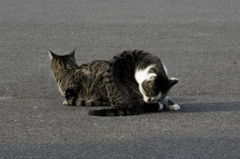 猫