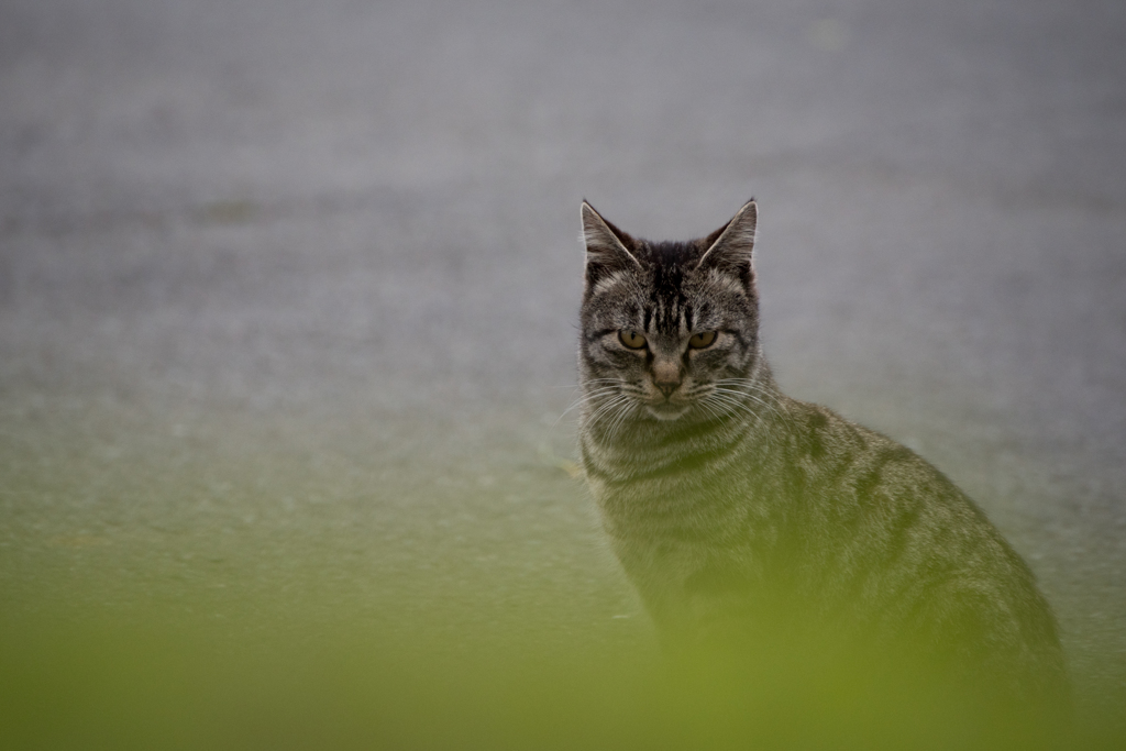 猫 (17 - 32)