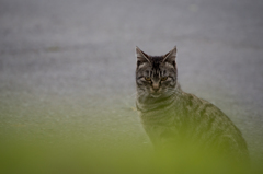 猫 (17 - 32)