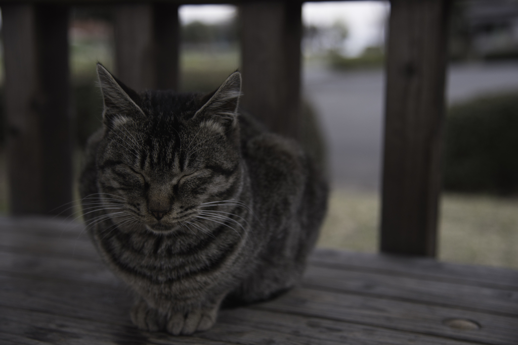 桜とアクセラと猫