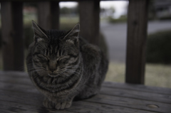 桜とアクセラと猫