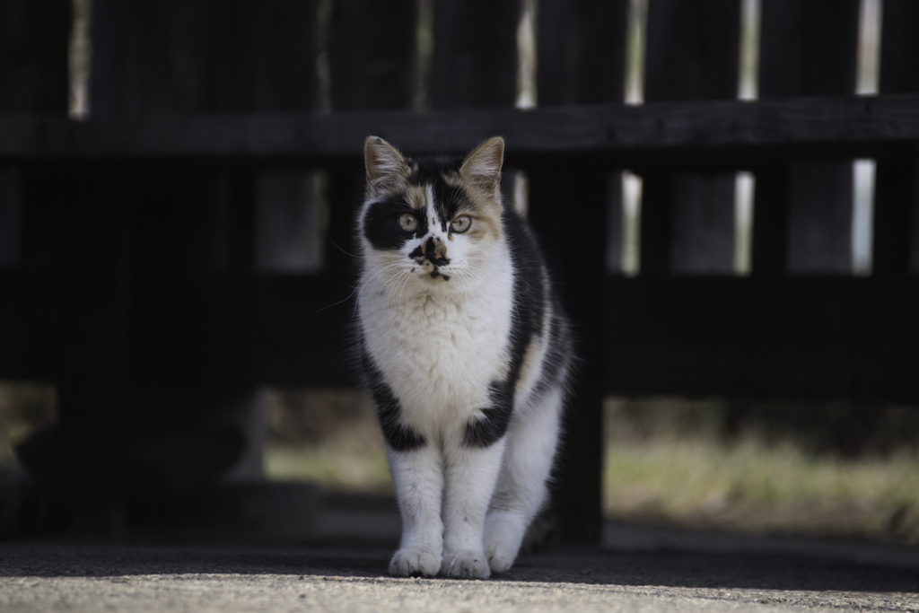 春の陽気と猫