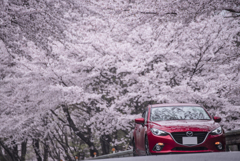 桜咲く道