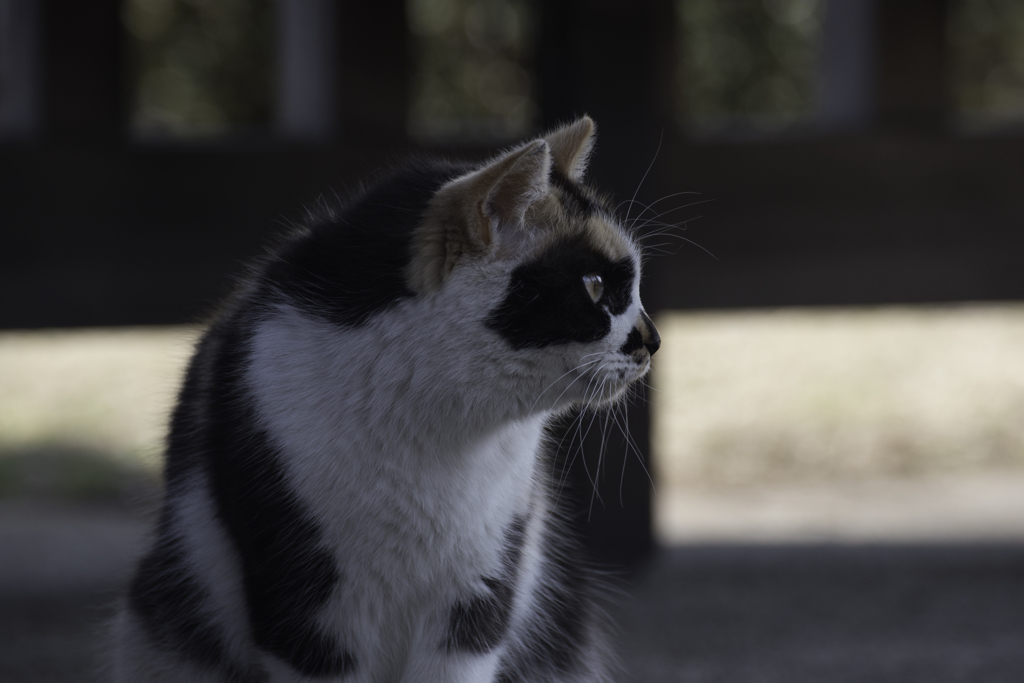 春の陽気と猫