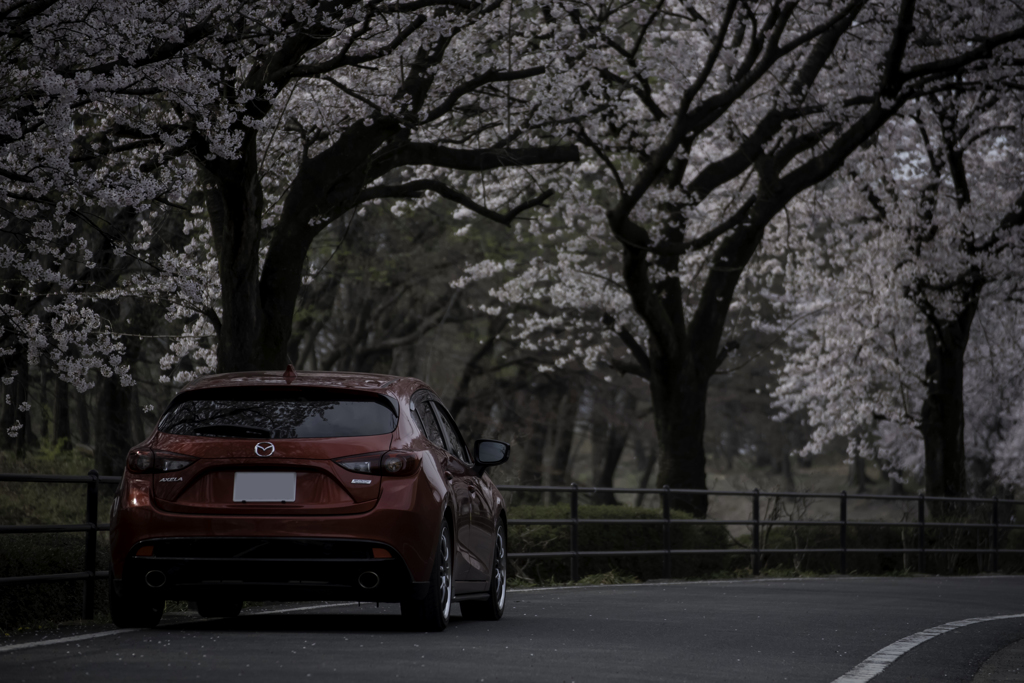桜をもとめて