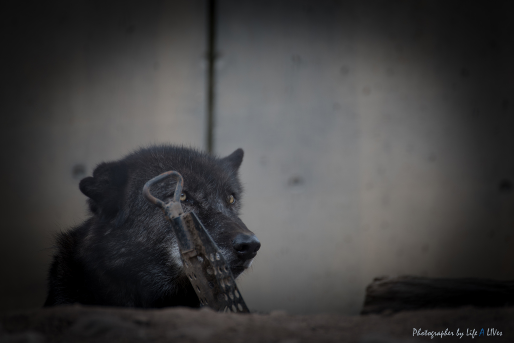 旭山動物園へ