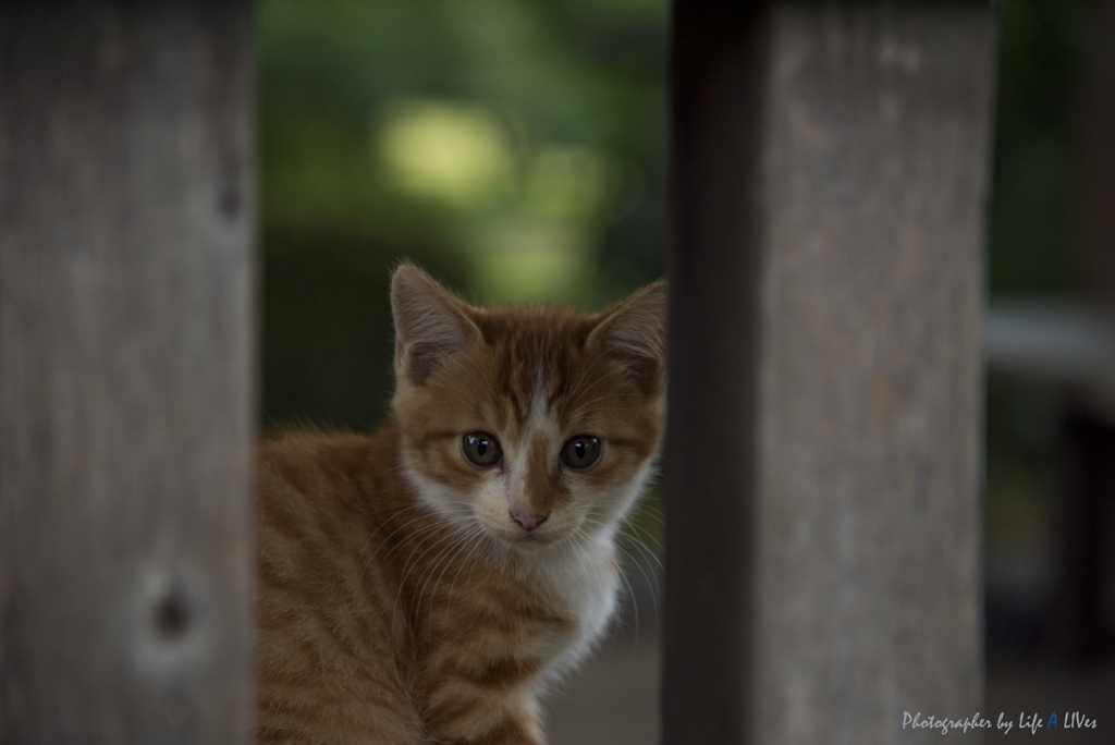 New Life