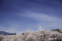 赤城南面千本桜