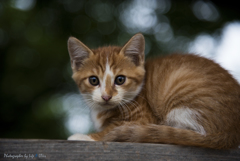 New Life