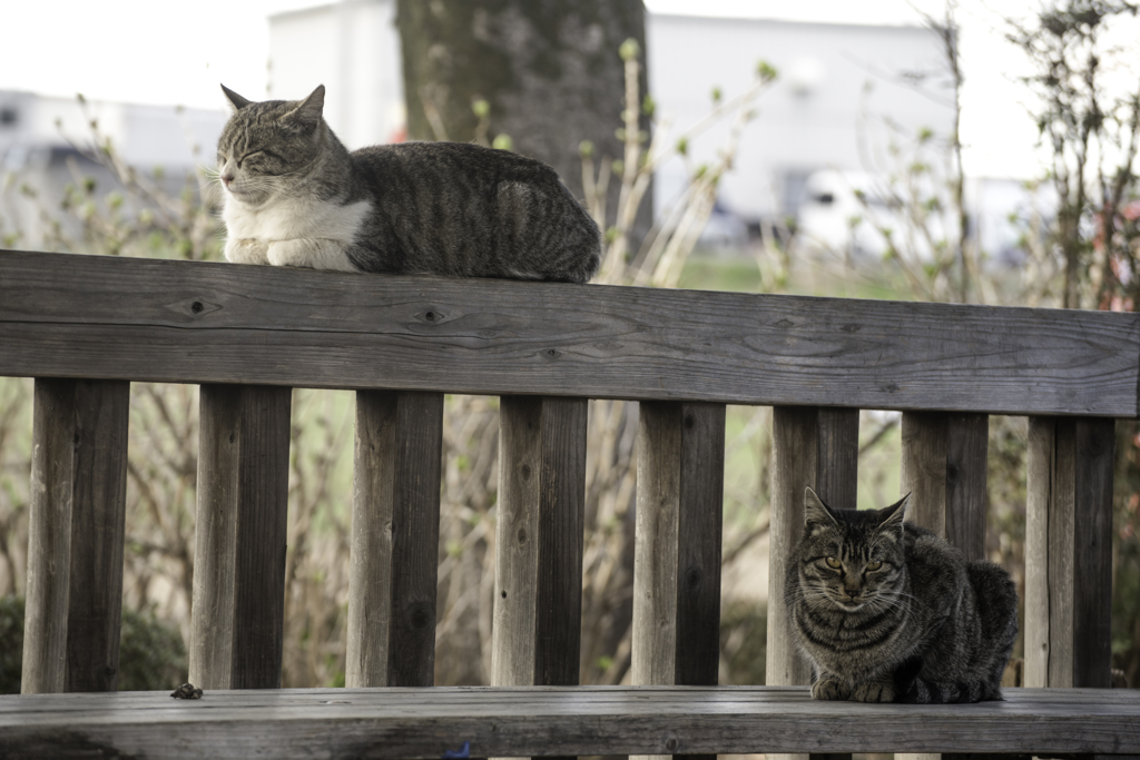 春の陽気と猫