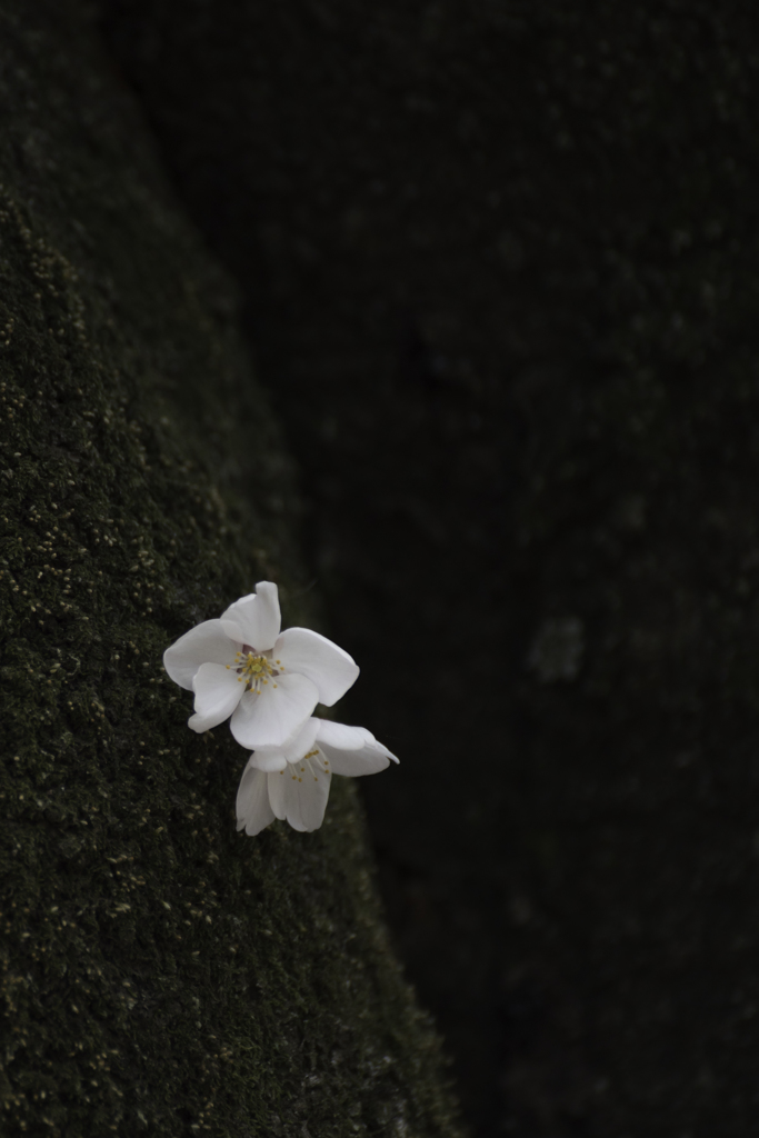 桜とアクセラと猫