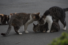 猫 (20 - 32)