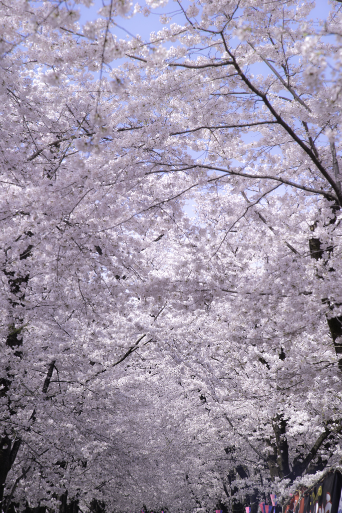 赤城南面千本桜