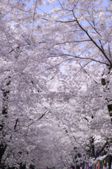 赤城南面千本桜