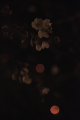 2016桜