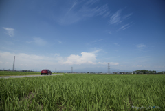 夏