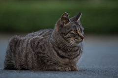 公園と猫