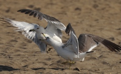 海鳥の格闘