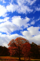 秋空高く…