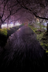 桜流し２