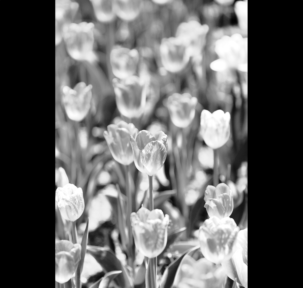 transparent　tulip