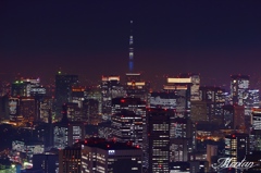 スカイツリー東京を見守る…
